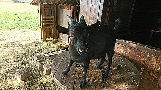 GDL Dorf Grill 2019 01